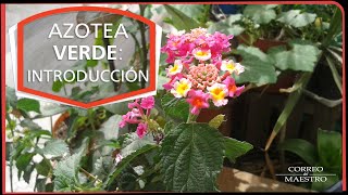 Azotea verde: Introducción