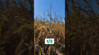 Corn Maze Fun at the Pumpkin Patch: Will You Find the Way Out?