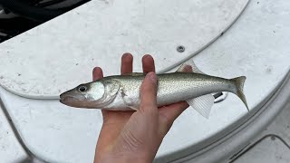 Lake Erie Reef Fishing!!