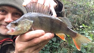 🎣 Perch fishing with prawn