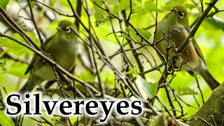 Silvereyes / Waxeyes / Tauhou Flock Feeding in Early Autumn #4k #birds #birdsong