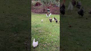 Chickenssss 🤣#animalshorts #chicken #backyardanimals #backyardflock #funny #halloween #humor #pets