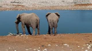 Three Bull Elephants