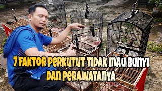 7 Faktor perkutut tidak mau bunyi dan cara perawatanya