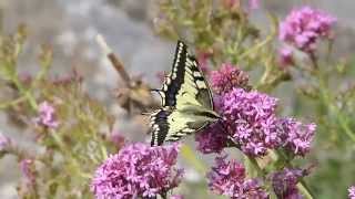 Insects in Italy: the Old World Swallowtail butterfly