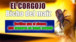 corgojo en pienso para pollitos bicho del maíz #corgojo #bichomaiz #bichopienso