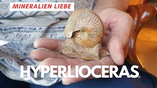 Hyperlioceras aus dem Schwarzwald - Fossil aus Sammlung