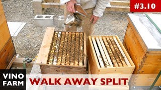 First Time Splitting a Hive (PART ONE)