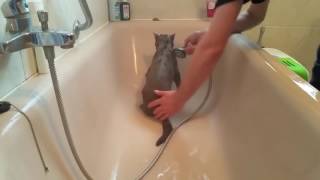 Animals are so funny they should be called funnymals   Funny animal compilation.mp4