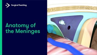 Anatomy of the Meninges