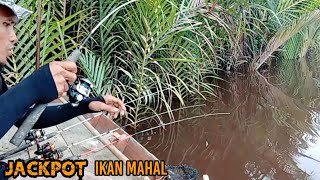 jackpot ikan mahal di saat mancing udang galah