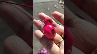 #newyork lo ma house garden plant fruit #fruitlover #teluguyoutuber