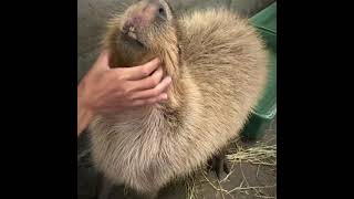 Capybara is getting neck scritches