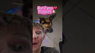 #viralvideo #subscribe #cuteanimals #puppy#funny