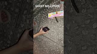 We are returning Gaint millipede in the wild