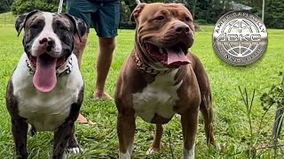 FUI NO CAMPEONATO DE AMERICAN BULLY NA AUSTRALIA