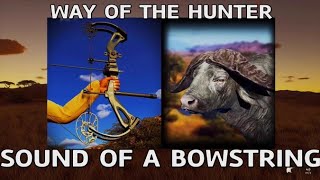 WOTH SOUND OF A BOWSTRING ,PERFECT SPOT & HOW to DOUBLE LUNG a CAPE BUFFALO with a BOW Guide