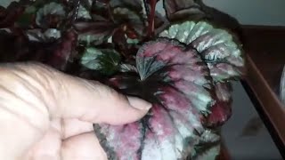 Easy Rex Begonia Care Tips | Rex Begonia Leaves: Instructions on how to care for them | Epi 1