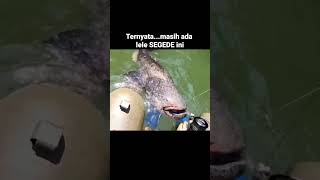 Mancing ikan lele terbesar