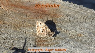 Heivlinder