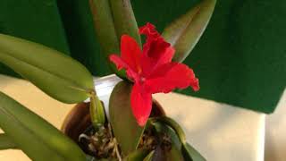 Screamer --a great red cattleya flower