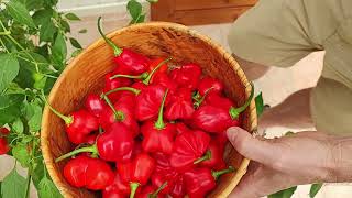 How to harvest Scotch Bonnet Peppers: using precision scissors or by hand - MattMagnusson.com