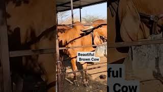 Brown Cow