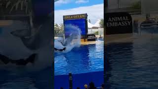 #loroparque orca show tenerife