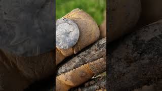 Beautiful Silver Coin: Metal Detecting Wales