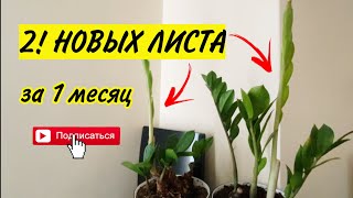 КАК ускорить рост ЗАМИОКУЛЬКАСА? Неожиданно сработало.