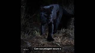 MAIORES CURIOSIDADES SOBRE AS PANTERAS NEGRAS, O ADMIRÁVEL FELINO #shorts