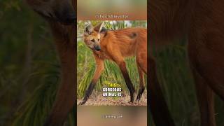 Maned Wolf: The Canine That Isn't a Wolf or Fox