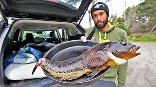 Short Road Trip: Making Fish Pancake Out of My Trunk