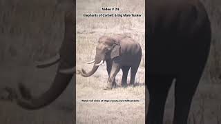 Big male tusker in Jim Corbett