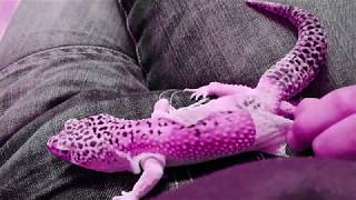 Cum năpârlește un GECKO LEOPARD