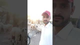 mandi mein jaunga.#sufivillagefood#bakra##bail bail#