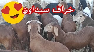 شاهد خراف سلالة سيداون 🤩🤩🐐🐐🥰