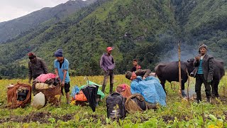 Best Nepali Himalayan Shepherd Life | Pour But Very Happy Shepherd Family With Returning Home |