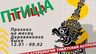 Прогноз на месяц деревянного быка 12.01 - 09.02 2024 для рождённых в год петуха