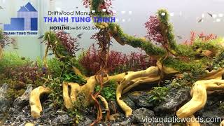 Natural Driftwood decor products for aquariums II Thanh Tung Thinh Company