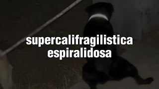 Cacacarnal vengase pa aca, le voy a presentar a esta morra que anda bien monosa | Tiktok