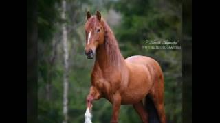 Fotos e videos de cavalos lindos♡♡