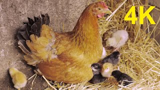 4K Free Stock Footage: Chicken and Chicks (7 videos)