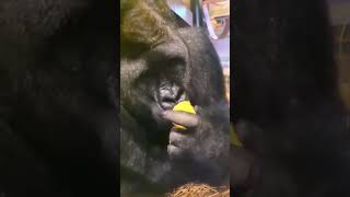 Gorilla eating fruit