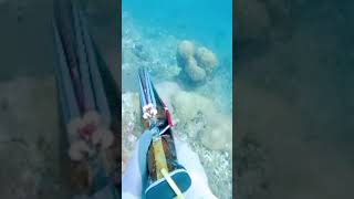 Daydive | Spearfishing #youtubevideo #fishingvideo #viralshorts #grouper  #dalaguetespearovlog