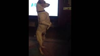 Jack Russell terrier stands up very cool