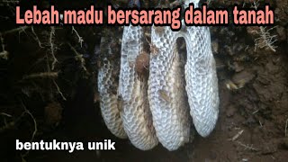 BERBURU LEBAH MADU APIS CERANA DI ALAM LIAR || HONEY BEE HUNTING