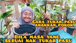 cara tukar pasu untuk anak pokok