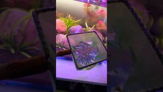 Aquarium baby Molly New home #2023 #funny #aquarius #shorts #short #viral #shortvideo #video #foryou