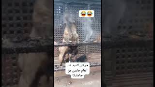 حولي كيتبوق هههه